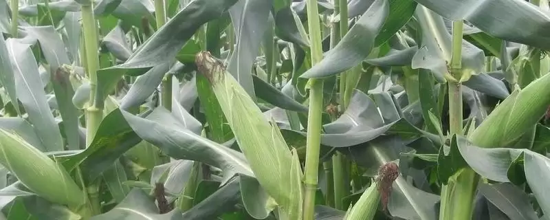 大好6083玉米品种的特性(大好6083玉米品种有怎样的特性呢)-会东网
