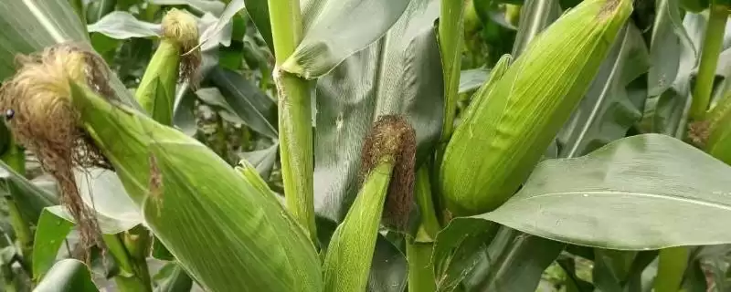DC504玉米种子放赤眼蜂防治玉米螟虫方法-会东网