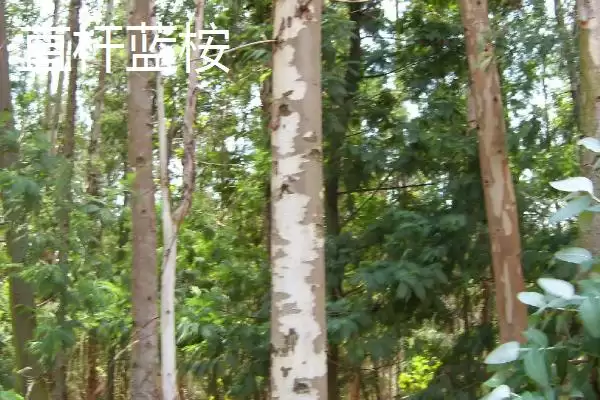 图片[8]-桉树植物揭秘，是常见经济树种的特性-会东网