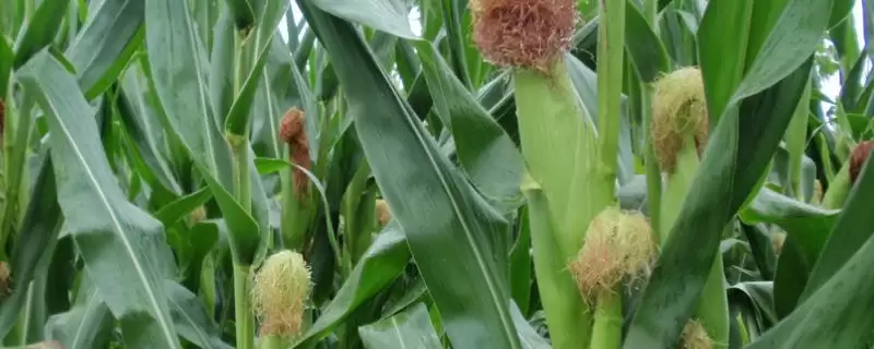 丹玉401号玉米种子特点(丹玉401号玉米种子有哪些特点)-会东网
