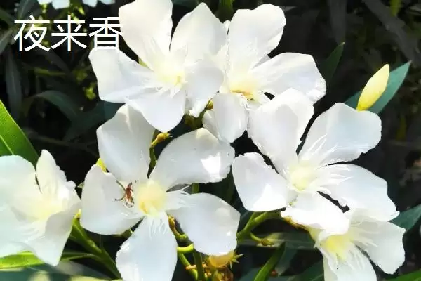 图片[3]-苍蝇的天敌(苍蝇的天敌都有哪些生物呢)-会东网