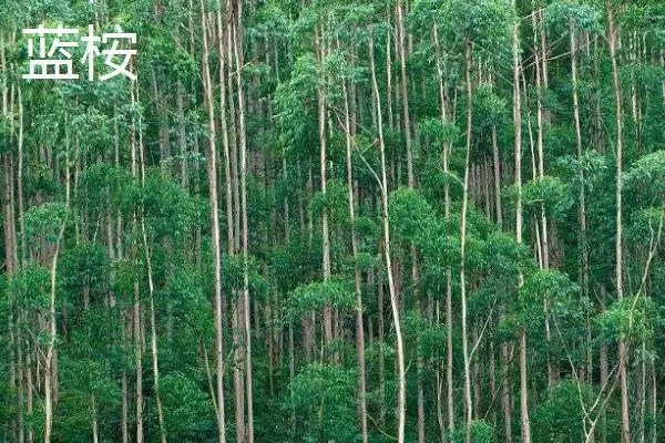 图片[7]-桉树植物揭秘，是常见经济树种的特性-会东网