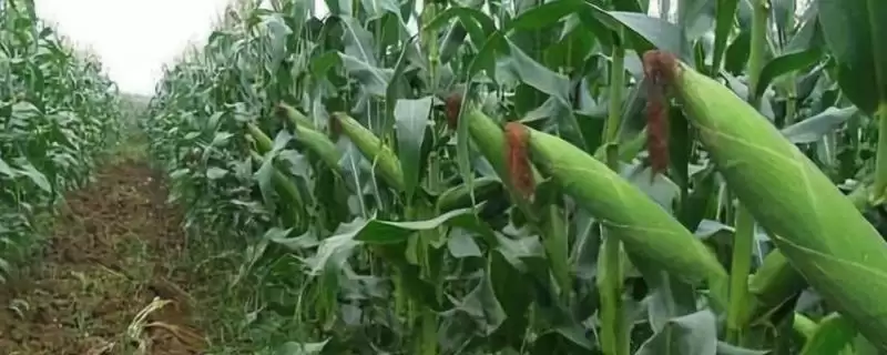 C2188玉米种子中抗穗腐病的性能与优势揭秘-会东网