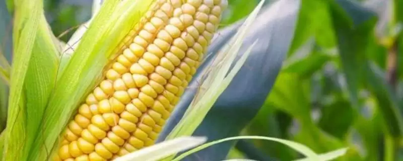 富华22玉米种子特征特性(富华22种子纯度、抗逆、产量水平)-会东网
