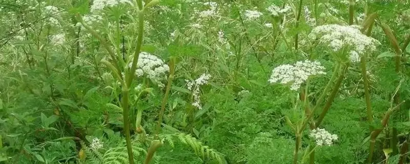 藁本收获时间(藁本在什么时候收获品质和产量最佳呢)-会东网