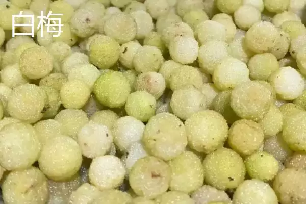 图片[4]-白杨梅品种特点(白杨梅品种具有哪些独特的特点和市场优势)-会东网