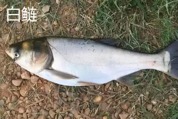 图片[3]-白鲢和鲢鳙外观习性区别 (白鲢和鲢鳙外观、习性不同体现在哪)-会东网
