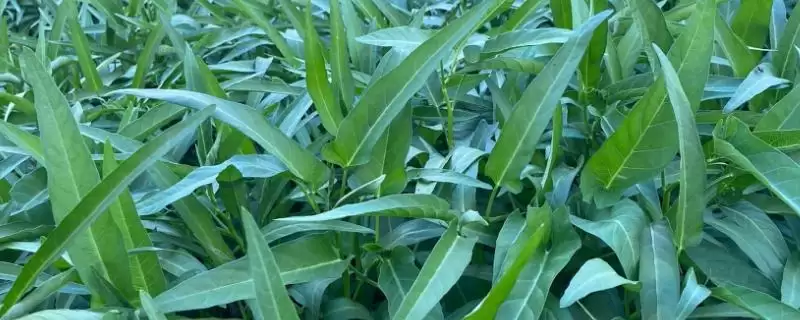6月适合种甘蓝等农作物(6月适合种甘蓝等农作物的原因和种植要点有哪些)-会东网