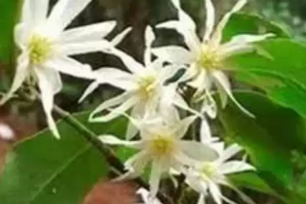 图片[8]-八角收获要点(八角7-8月收获的关键要点和采摘后的处理方法)-会东网