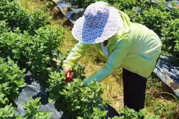 图片[6]-8月上旬对菊花打顶(8月上旬对菊花打顶的作用和操作要点是什么)-会东网