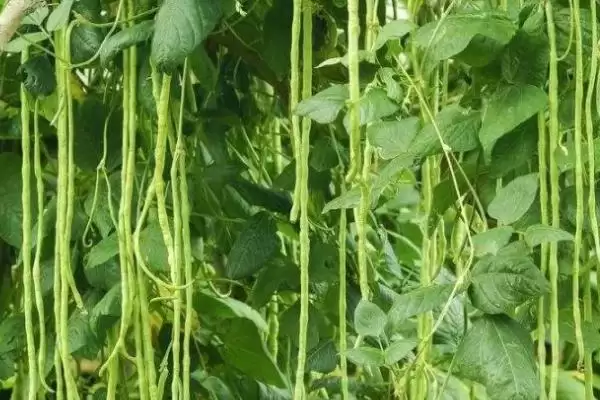 图片[2]-7月种豆角(7月种植豆角的适宜性及相关种植要点有哪些)-会东网