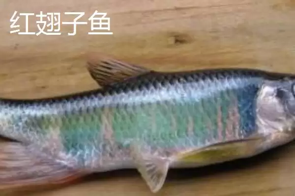 图片[7]-白条鱼与红翅子鱼外观区别 (白条鱼体背青灰与红翅子鱼外观区别在哪)-会东网