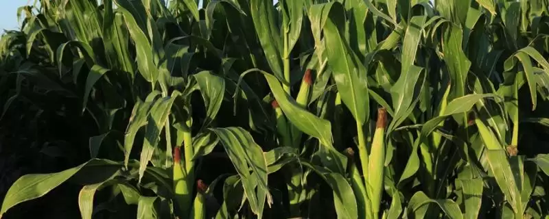 生育期136天的GFY2378玉米种，背后藏着什么奥秘？-会东网