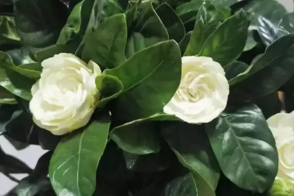 图片[5]-白色花卉养护要点(白色花卉在养护过程中需要注意哪些关键要点)-会东网