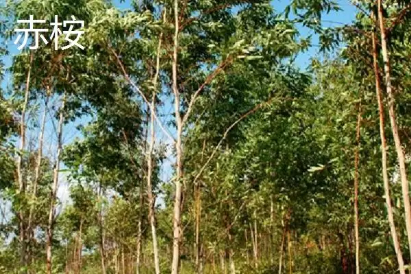 图片[9]-桉树植物揭秘，是常见经济树种的特性-会东网