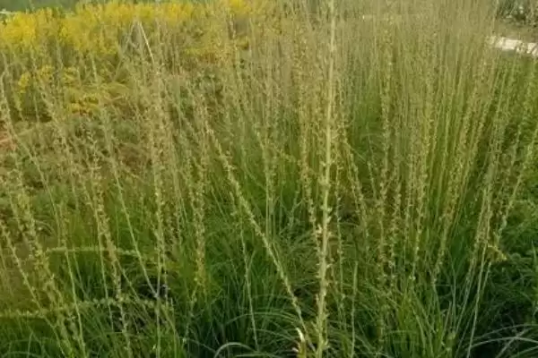 图片[6]-八月份种白芍、牡丹、白芷，中药材种植全攻略-会东网