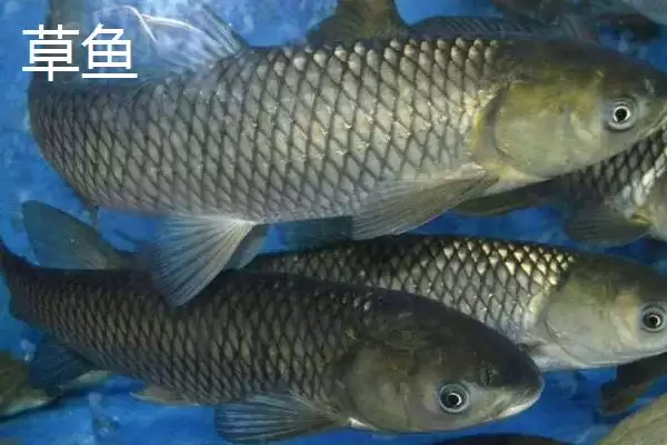 图片[6]-3-4月份为什么不钓鱼(3-4月份不适合钓鱼的具体原因是什么呢)-会东网