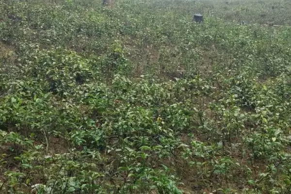 图片[6]-巴戟天种植技巧(巴戟天种植技巧及其在生长过程中的管理要点)-会东网