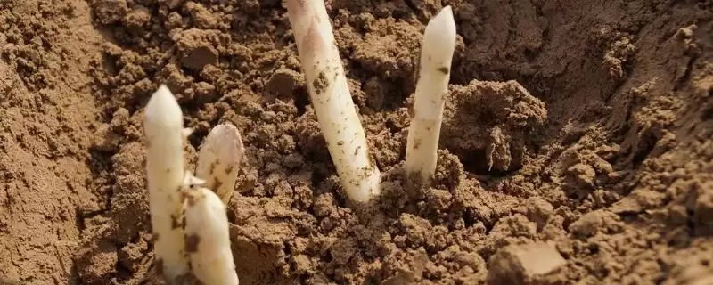 白芦笋变色防治(白芦笋变色的原因及如何有效进行防治的方法要点)-会东网