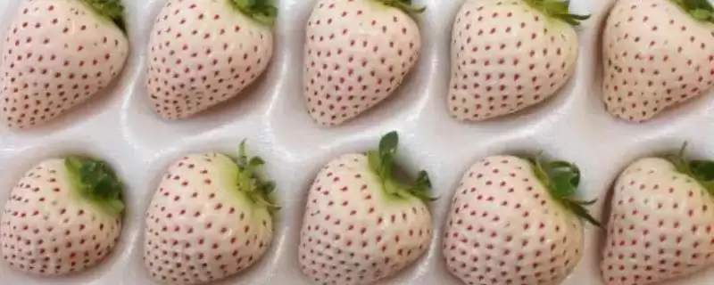 白草莓和菠萝莓区别(白草莓和菠萝莓区别及其在外观和口感上的特点)-会东网