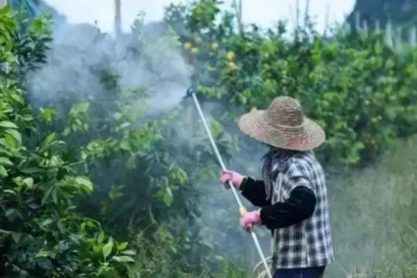图片[3]-白粉虱防治方法(白粉虱防治方法及其在农作物病虫害防治中的应用)-会东网
