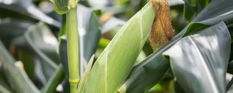 安特8000玉米种子介绍,中抗茎腐病的优势-会东网