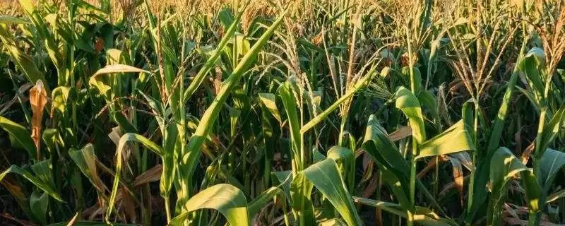 北玉1521玉米种简介(北玉1521玉米种介绍要点是什么呢)-会东网