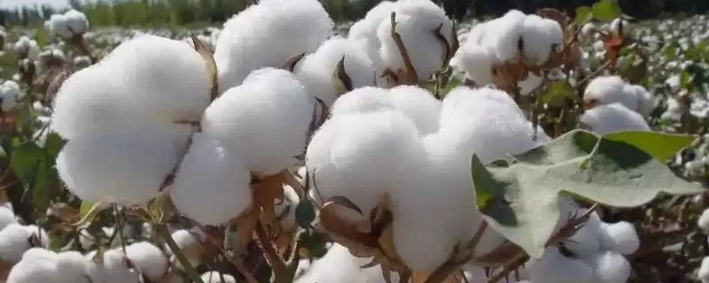 巴西海岛棉优势(巴西海岛棉独特优势及其在棉花市场上的竞争力)-会东网