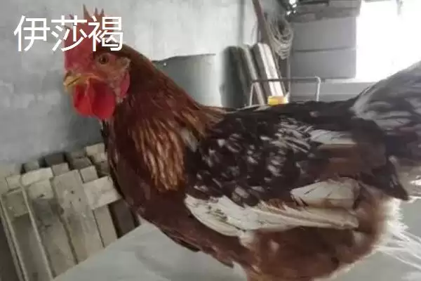 图片[5]-海兰白鸡和京粉2号下蛋优势(海兰白鸡和京粉2号爱下蛋的优势和养殖要点)-会东网