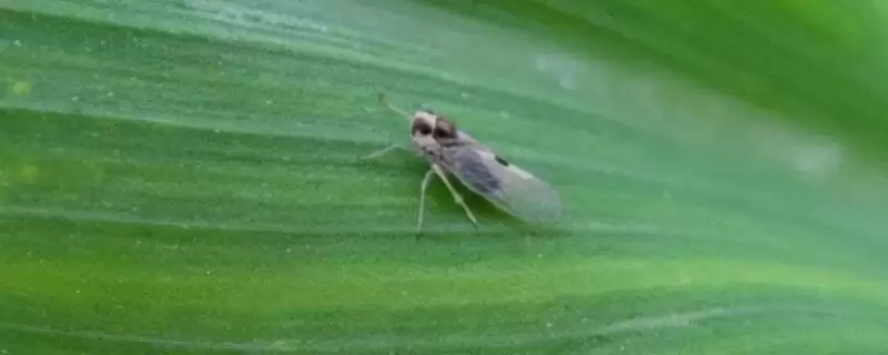 防治飞虱和蓟马注意事项(防治飞虱蓟马要注意些什么)-会东网