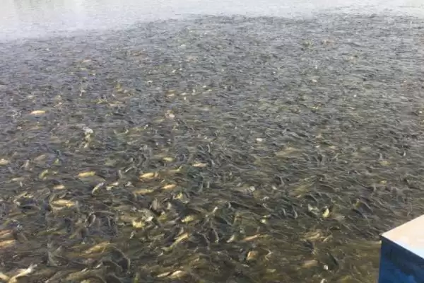 图片[5]-2-3 厘米草鱼苗食物选择 (2-3 厘米草鱼苗吃浮游生物等的原因是什么)-会东网