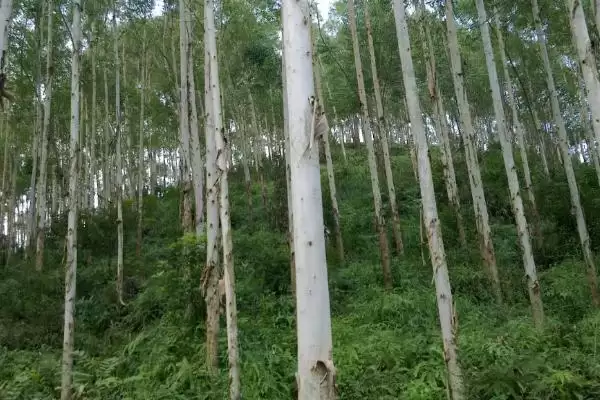 图片[4]-桉树施肥方法要点(桉树施肥方法与要点及其对桉树生长的影响)-会东网
