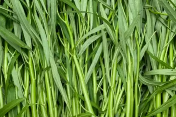 图片[7]-八月种洋葱等蔬菜种植要点(八月种洋葱等蔬菜的种植要点和管理方法)-会东网