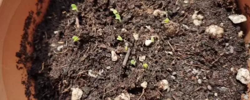 白菜发芽影响因素(白菜发芽影响因素及其在种植过程中的调控要点)-会东网