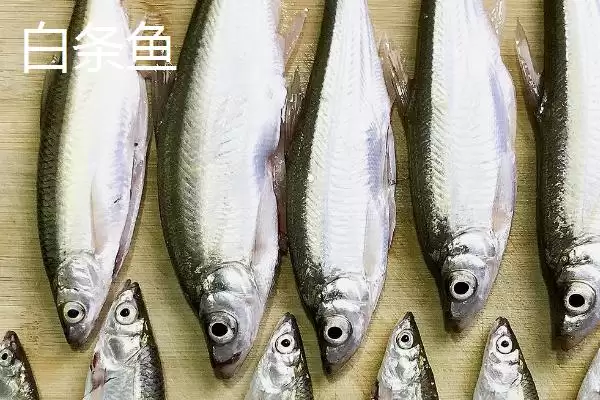 图片[2]-白条鱼与红翅子鱼外观区别 (白条鱼体背青灰与红翅子鱼外观区别在哪)-会东网