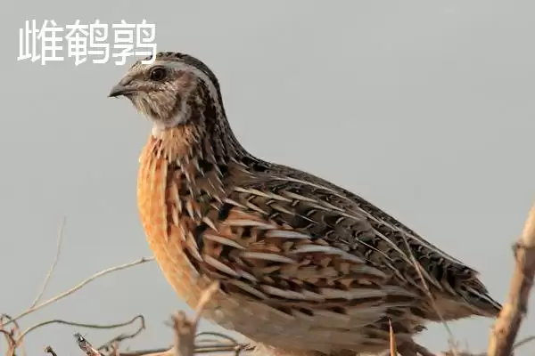 图片[4]-鹌鹑与芦丁鸡差异(鹌鹑与芦丁鸡科属等差异及其在养殖中的不同要点)-会东网