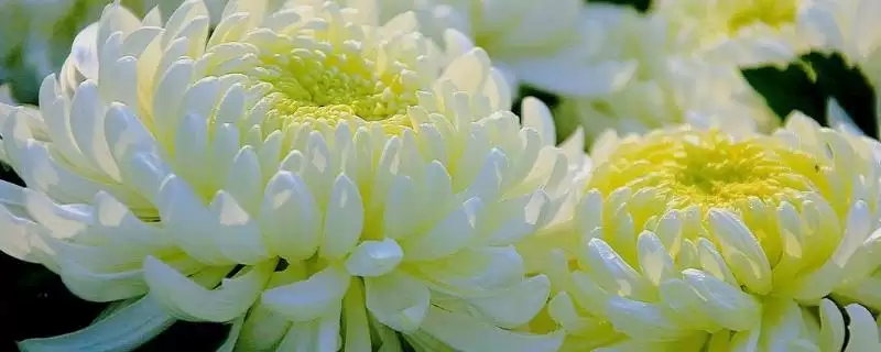 白菊花文化内涵(白菊花在文化层面有着怎样的内涵和象征意义解读)-会东网