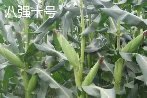 图片[7]-2021年国审新玉米介绍，美联5931脱颖而出-会东网