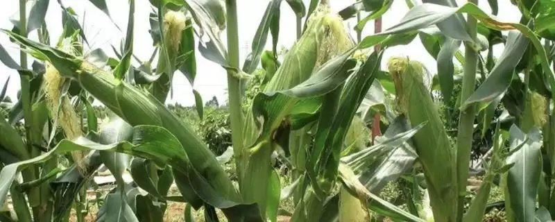 D2052玉米品种密度4000-5000株/亩种植要点-会东网