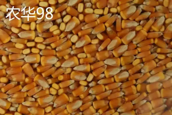 图片[4]-抗倒伏的玉米种子(哪些玉米种子具有抗倒伏的特性呢)-会东网