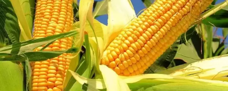 德美亚3号玉米种子特点(德美亚3号玉米种子有哪些特点)-会东网