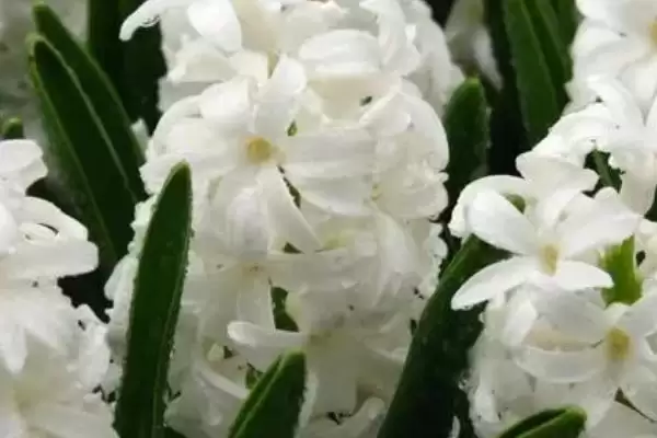 图片[4]-白色风信子花语内涵(白色风信子花语所蕴含的情感和文化内涵是什么)-会东网