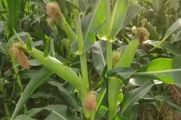 图片[2]-AY118玉米品种株型半紧凑的独特外观特性-会东网