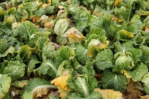 图片[3]-白菜烧心防治(白菜烧心防治方法及其在白菜种植中的预防措施)-会东网