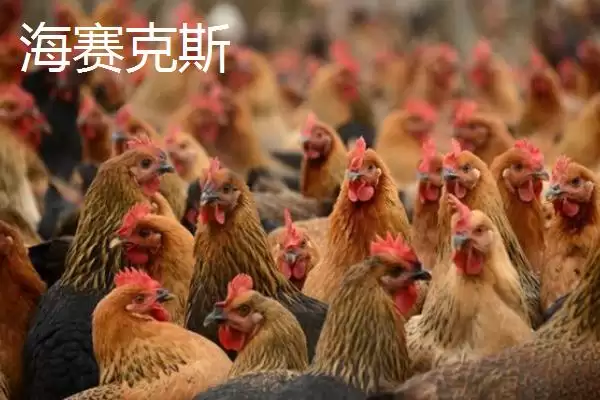 图片[10]-海兰白鸡和京粉2号下蛋优势(海兰白鸡和京粉2号爱下蛋的优势和养殖要点)-会东网