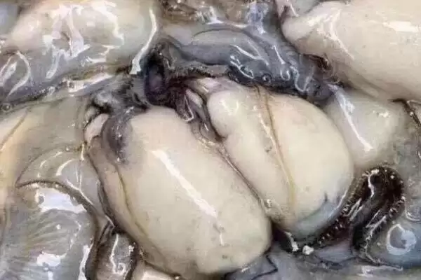 图片[3]-奥林匹亚牡蛎特点(奥林匹亚牡蛎体型小及其他特点和生态价值)-会东网