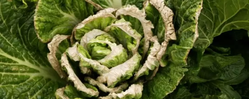 白菜烧心防治(白菜烧心防治方法及其在白菜种植中的预防措施)-会东网