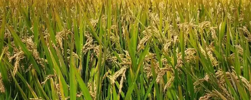 Ⅱ优122水稻品种特性(Ⅱ优122水稻品种特性及秧田播种量)-会东网