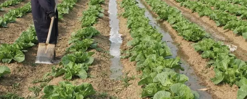 白菜适宜土壤原因(白菜适宜弱酸性至中性土壤的原因和土壤改良要点)-会东网