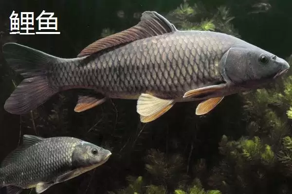 图片[5]-3.0号主线1.5号子线能钓多大鱼(3.0号主线搭配1.5号子线能钓多大的鱼呢)-会东网